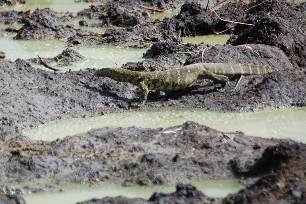 Varanus niloticus  -  Tanzania